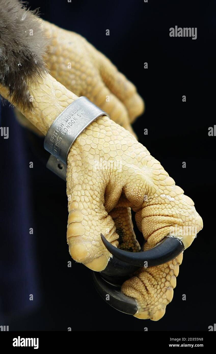 Le pied d'un jeune aigle à queue blanche tenu par Claire Smith de la RSPB à la RAF Kinloss, après que l'Armée de l'air norvégienne a transporté les oiseaux à la base aérienne écossaise. Banque D'Images
