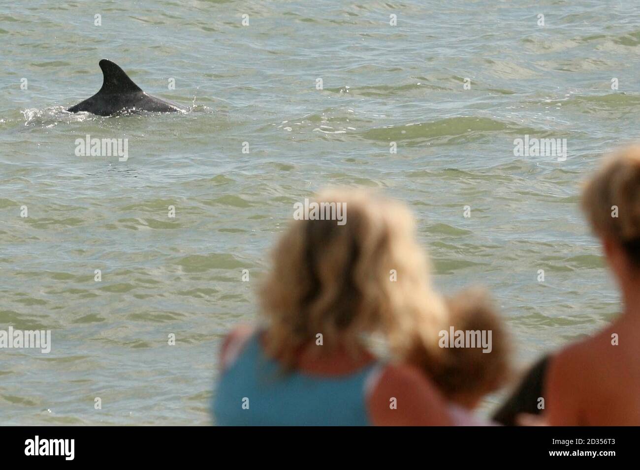 Les touristes regardent 'Dave' le dauphin nager dans la mer près de Sandgate dans le Kent. Banque D'Images