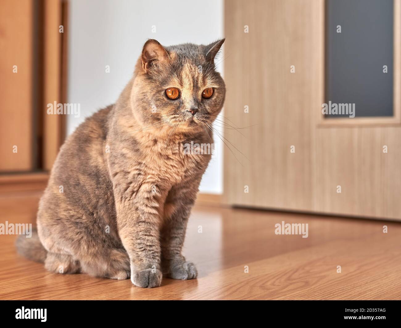 Photo d'un chat de shorthair britannique avec de grands yeux. Elle est assise sur le plancher en bois dans une pièce avec la porte fermée. Banque D'Images