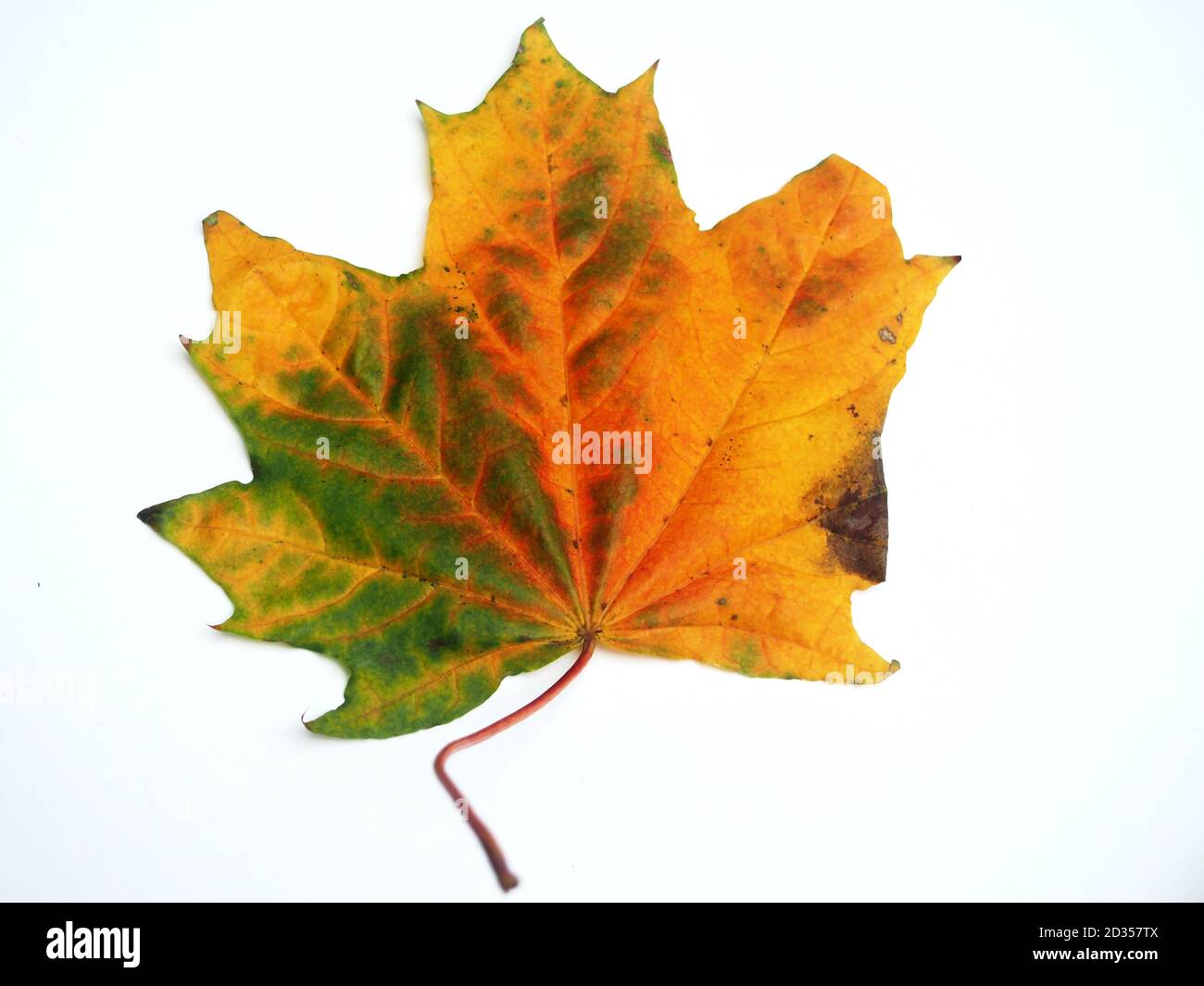 Feuille d'érable d'automne tombée sur fond blanc. Gros plan. Banque D'Images