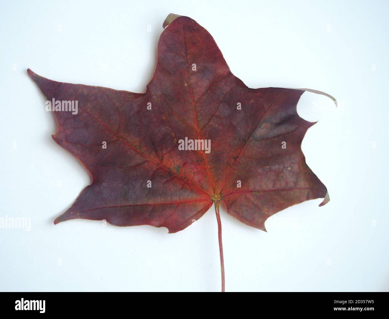 Feuille d'érable d'automne tombée sur fond blanc. Gros plan. Banque D'Images