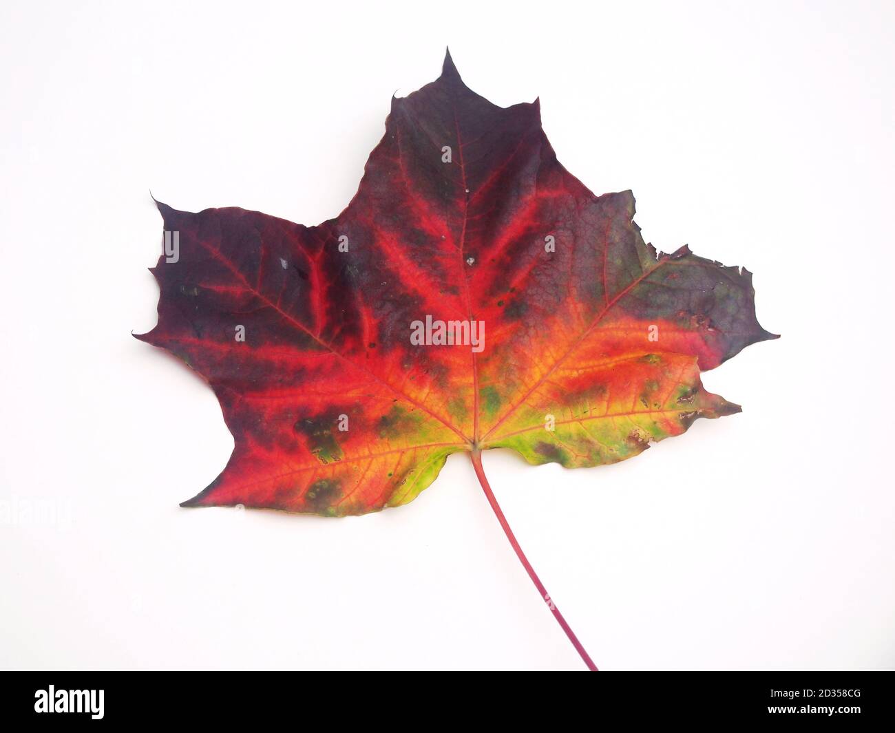 Feuille d'érable d'automne tombée sur fond blanc. Gros plan. Banque D'Images