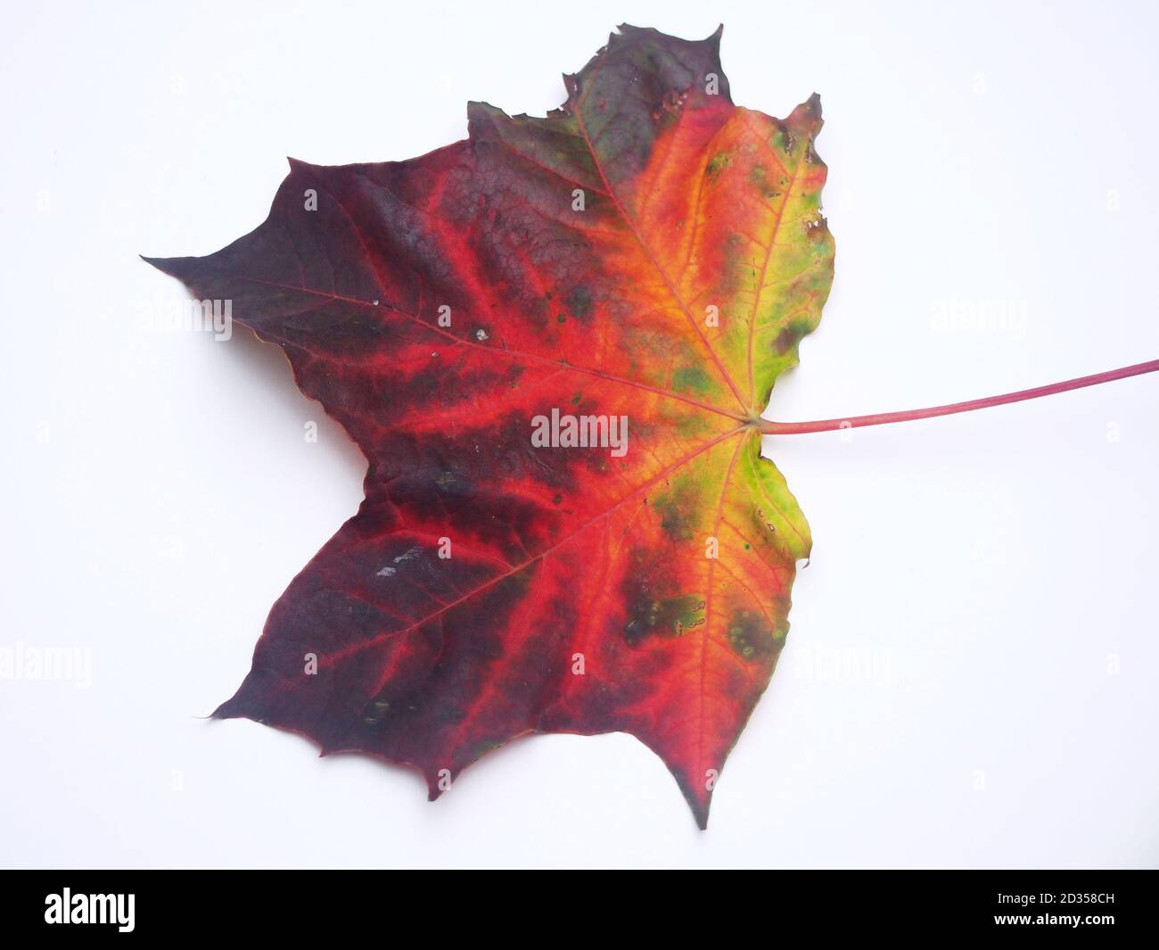 Feuille d'érable d'automne tombée sur fond blanc. Gros plan. Banque D'Images