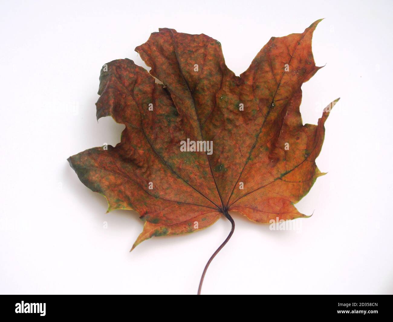 Feuille d'érable d'automne tombée sur fond blanc. Gros plan. Banque D'Images