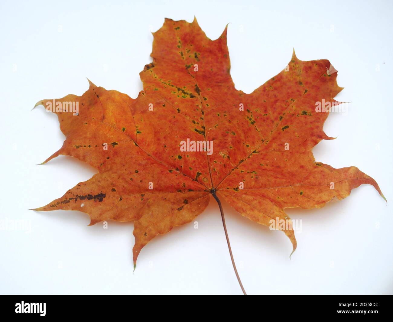 Feuille d'érable d'automne tombée sur fond blanc. Gros plan. Banque D'Images