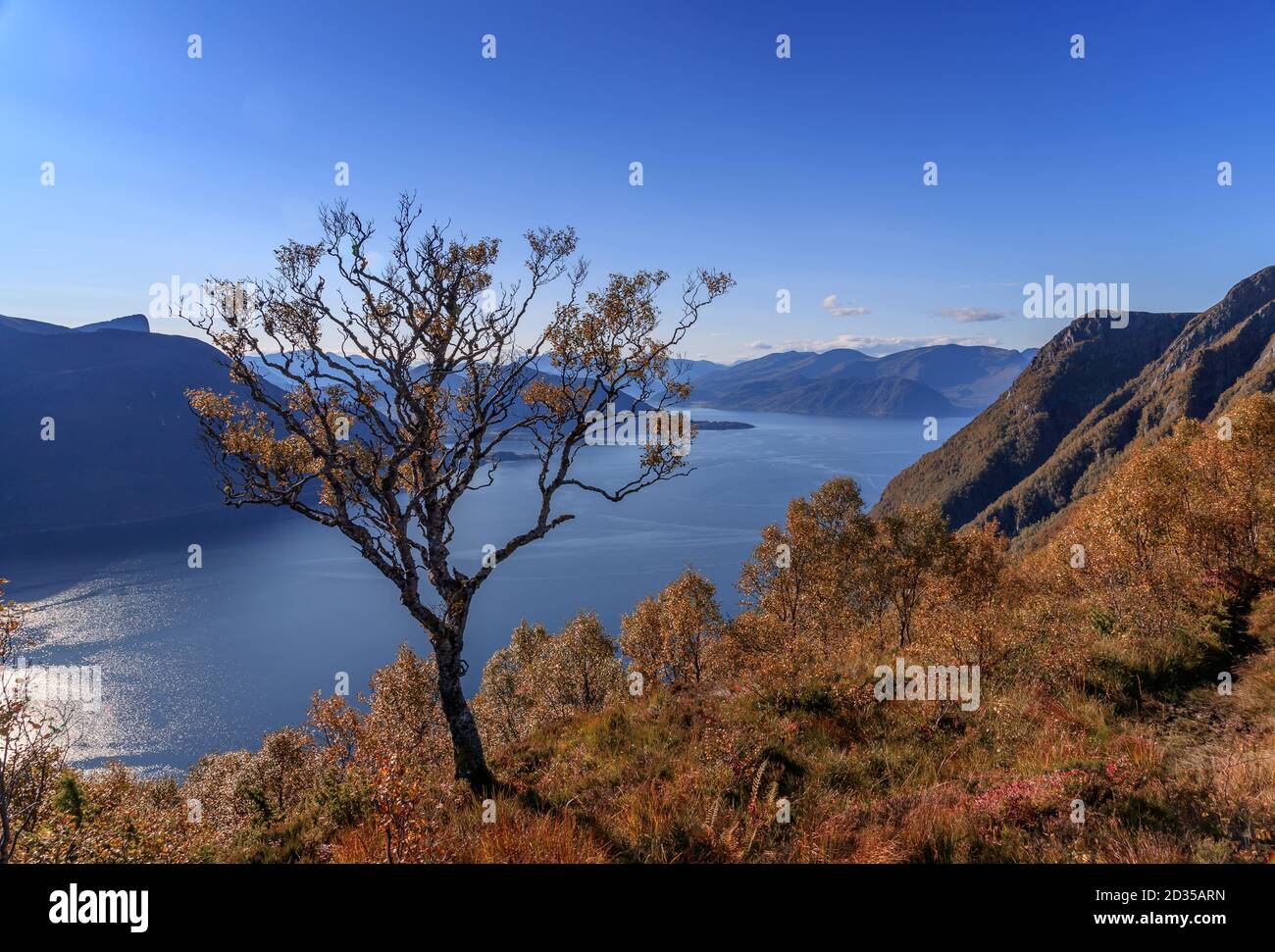 ULSTEINVIK, NORVÈGE - 2017 SEPTEMBRE 24. Arbre unique aux couleurs de l'automne sur la montagne. Banque D'Images