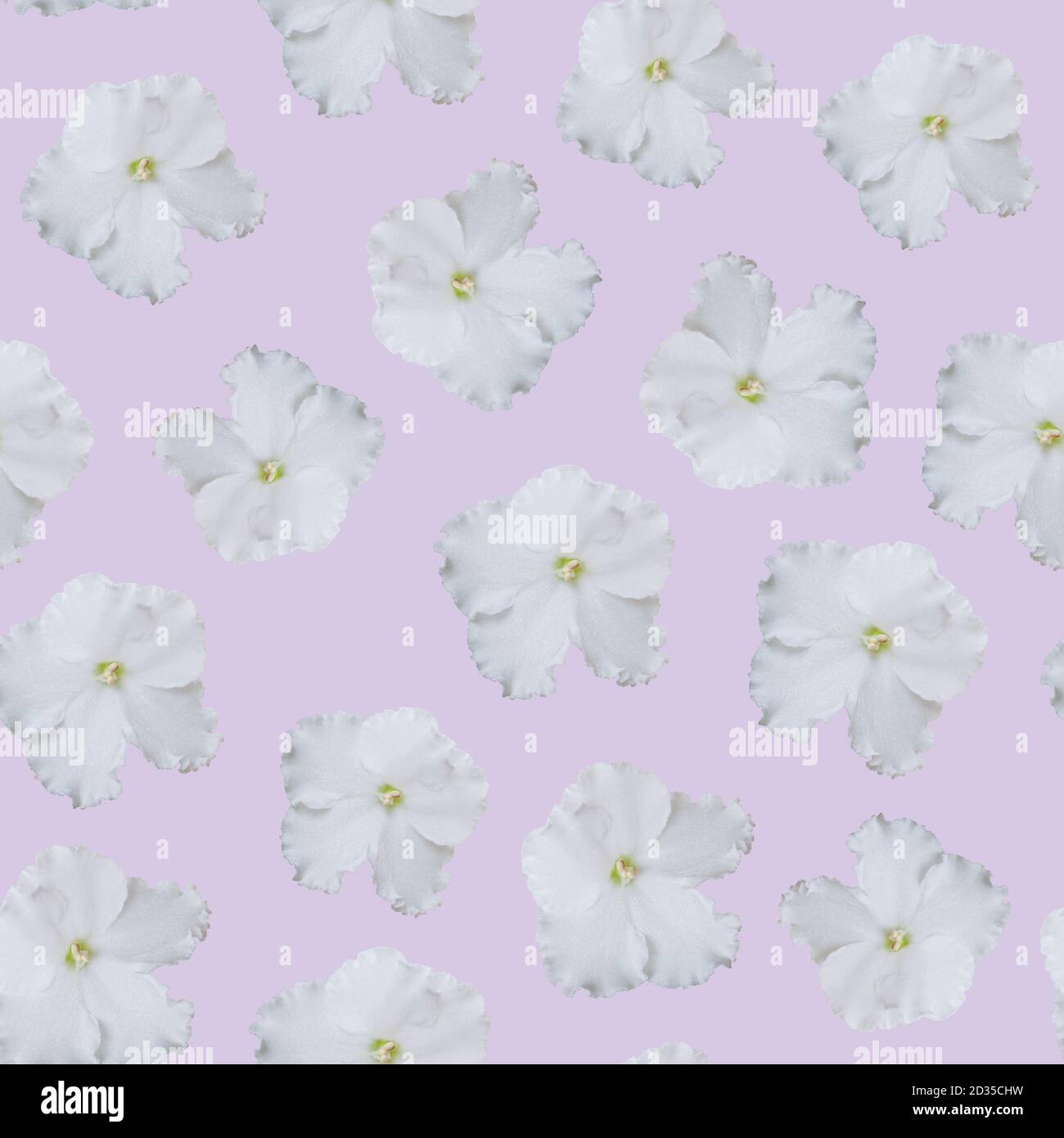 Motif fleuri blanc sans couture sur fond violet clair Banque D'Images