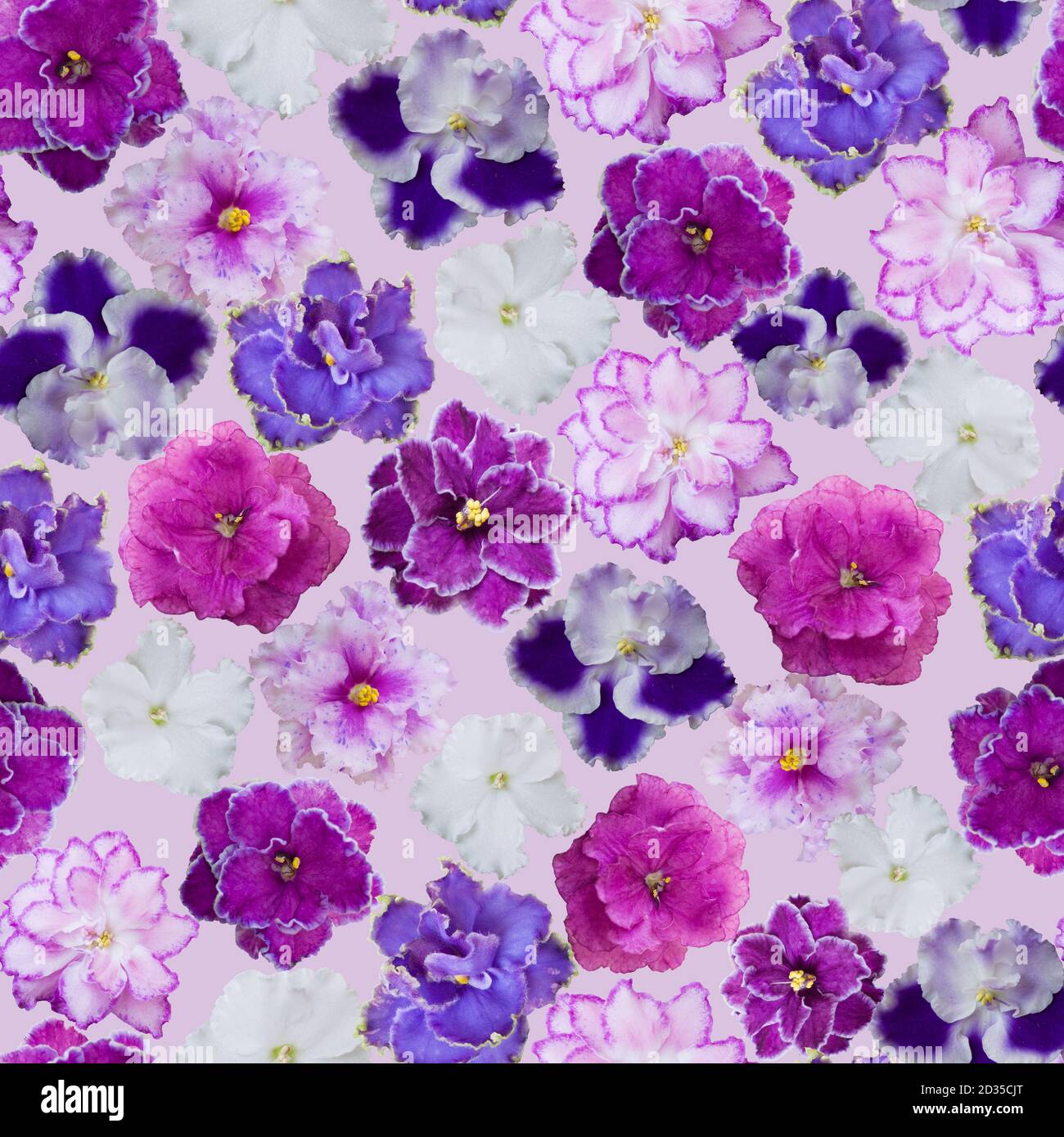 Motif fleuri de violettes sans couture sur fond rose clair Banque D'Images