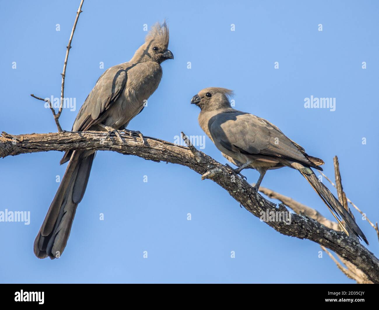 Gray rendez-loin-oiseau (Corythaixoides concolor) ou d'oiseaux sur cour couple Lourie en direction du parc national Kruger en Afrique du Sud Banque D'Images