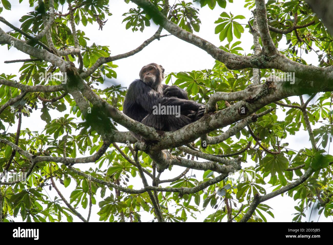 Chimpanzé (Pan troglodytes) chimpanzé sur un grand arbre, le parc national de Kibale, en Ouganda Banque D'Images