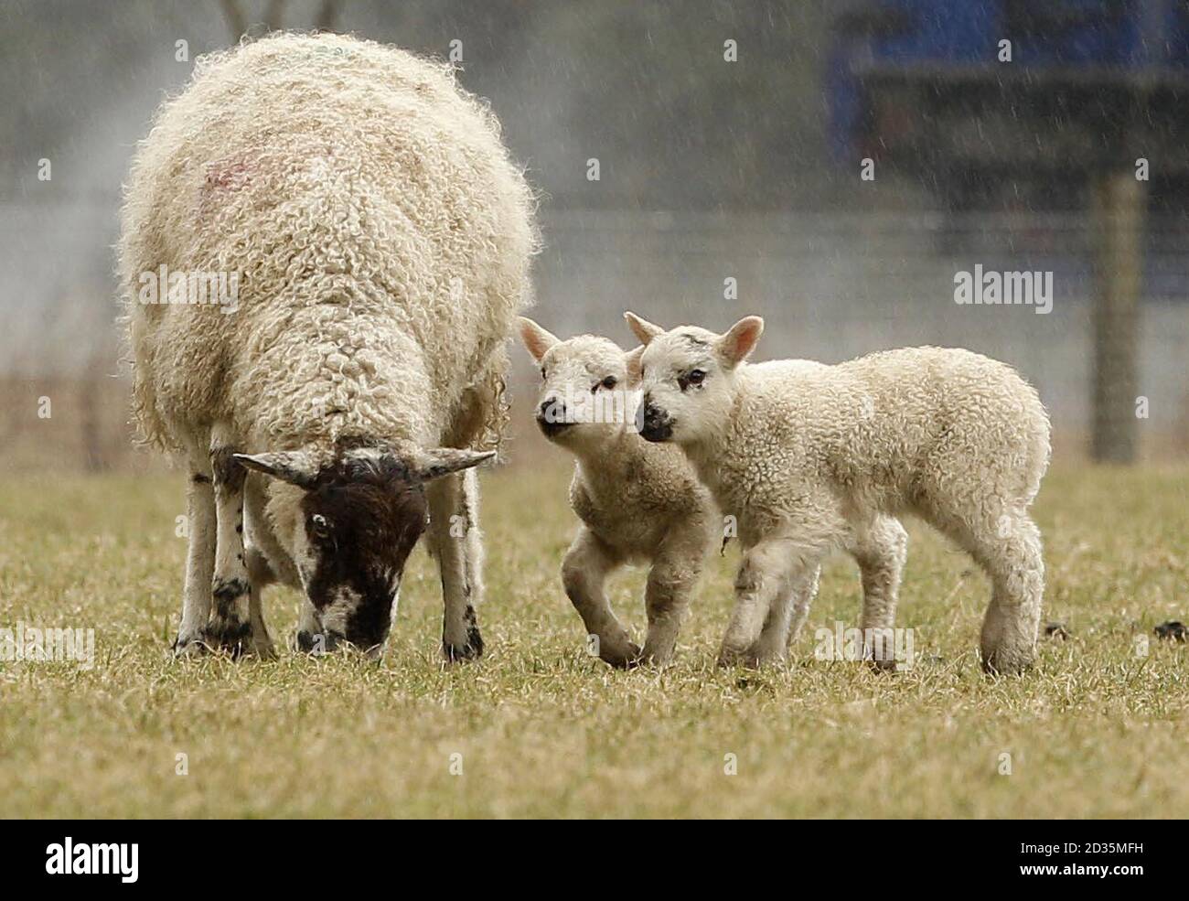 Les agneaux de printemps et leur mère se promènent autour d'un champ dans le Lake District. Banque D'Images