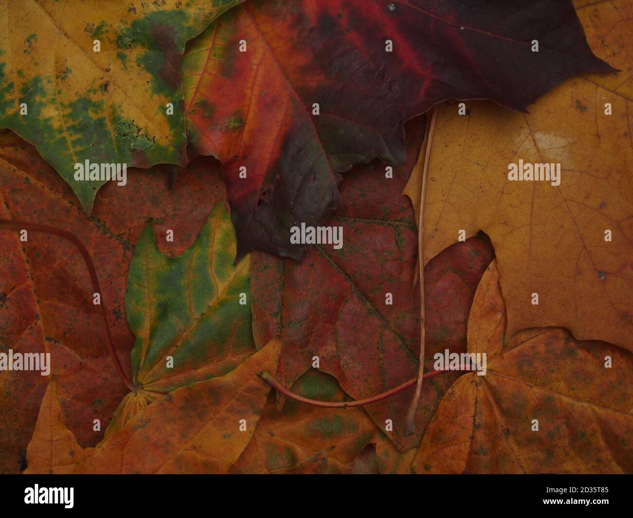 Des feuilles d'automne colorées sont tombées sur le sol. Gros plan. Banque D'Images
