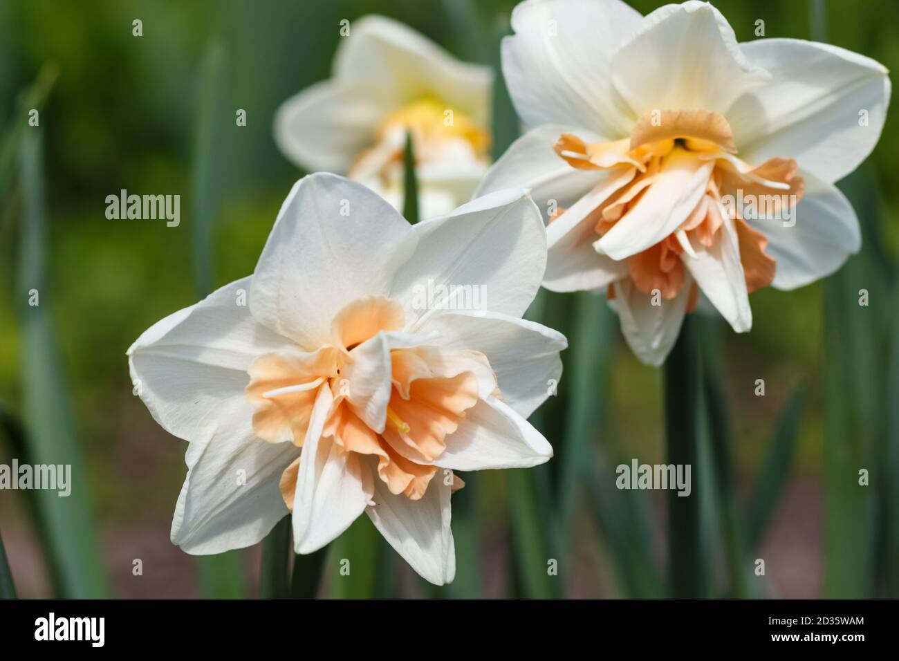 jonquille blanche (narcisse) avec centre orange et jaune Photo Stock - Alamy