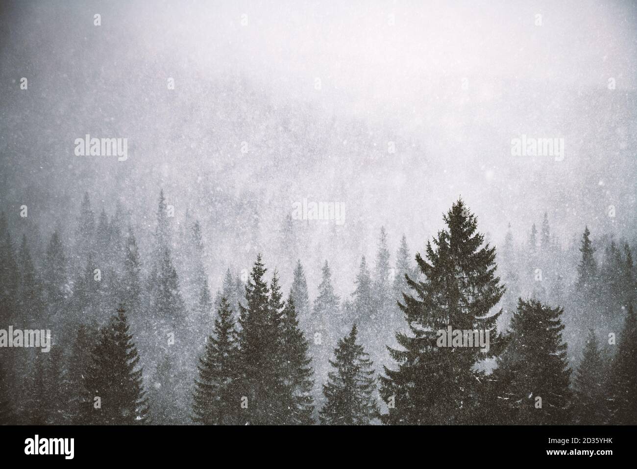 Tempête de neige dans les montagnes d'hiver. Forêt d'épicéa et de pin enneigés. Photographie de paysage Banque D'Images