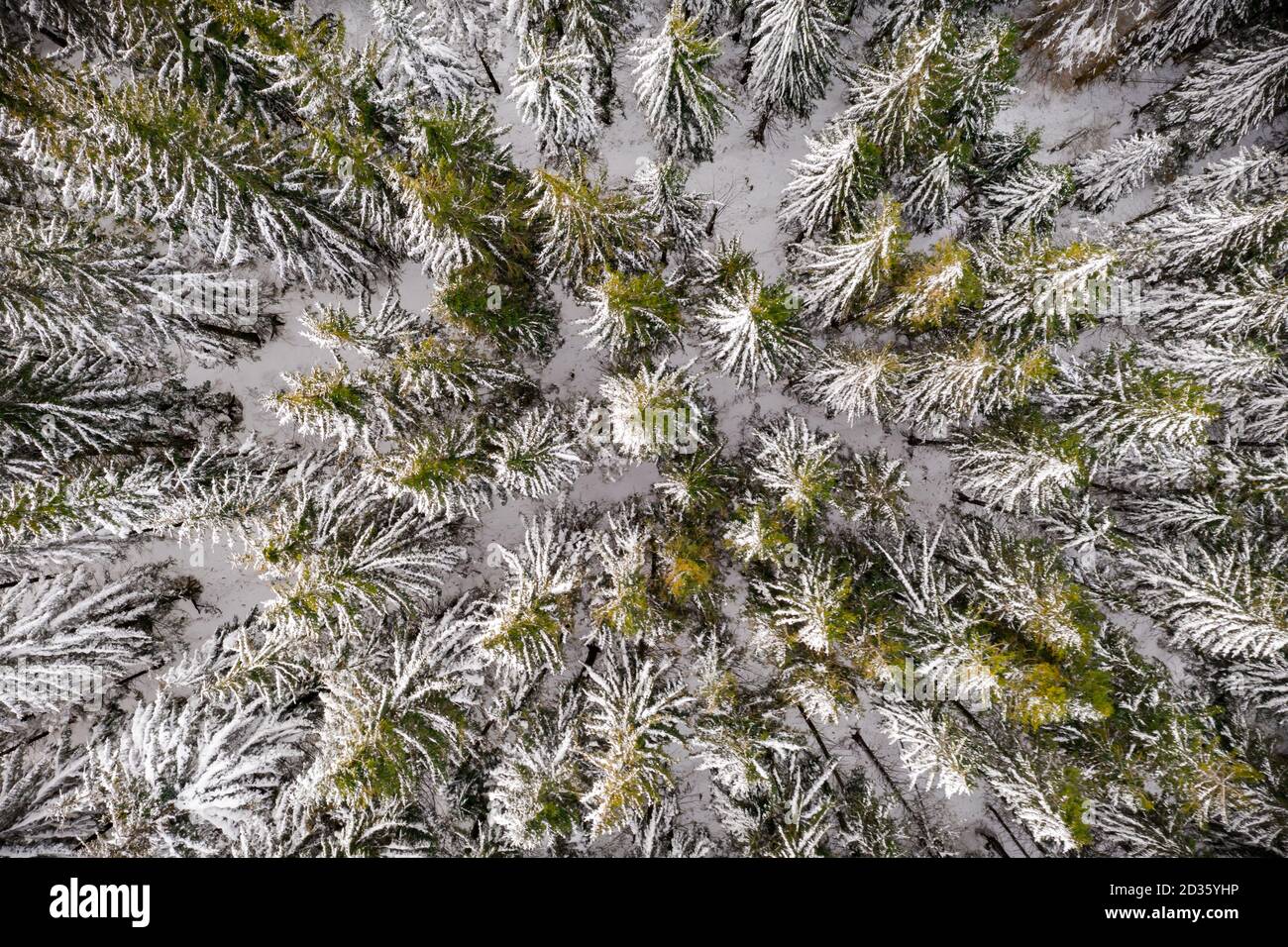 Une drone aérienne survole l'épinette d'hiver et la forêt de pins. Sapins dans la vallée des montagnes couverts de neige. Photographie de paysage Banque D'Images