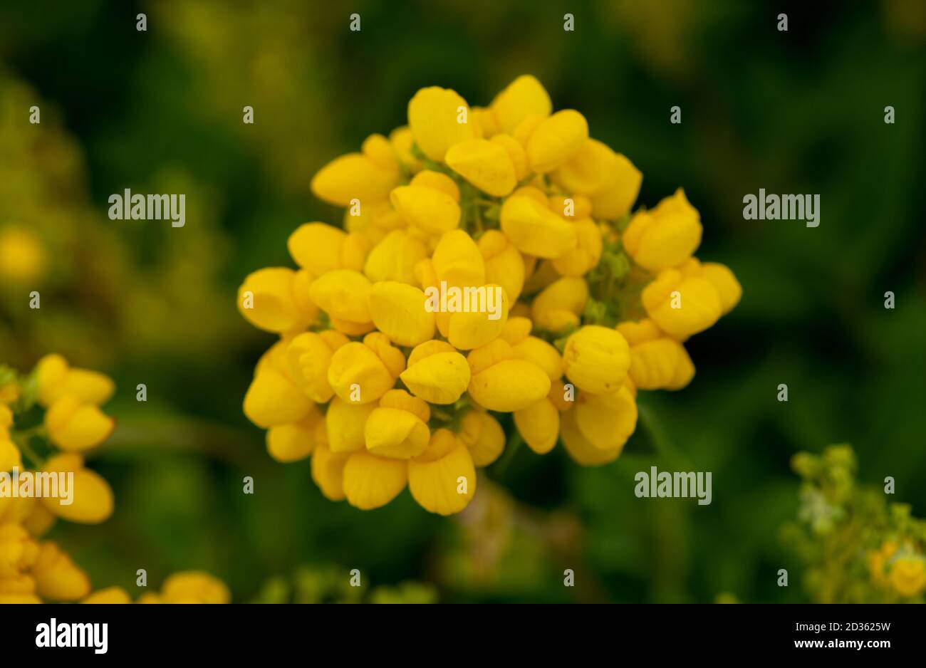 Jolie Calceolaria integrifolia bushy, toujours vert sous-arbuste fleurs, Banque D'Images