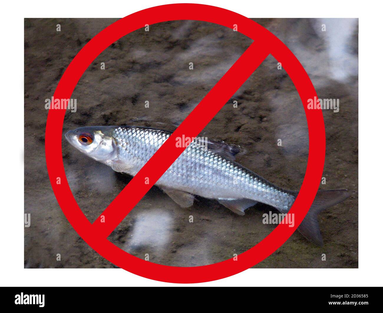 Panneau stop - cercle rouge croisé. Roach est tué dans les échalodes rivières et des lacs. Poissons morts dans la rivière à cause de la pollution de l'eau. Banque D'Images