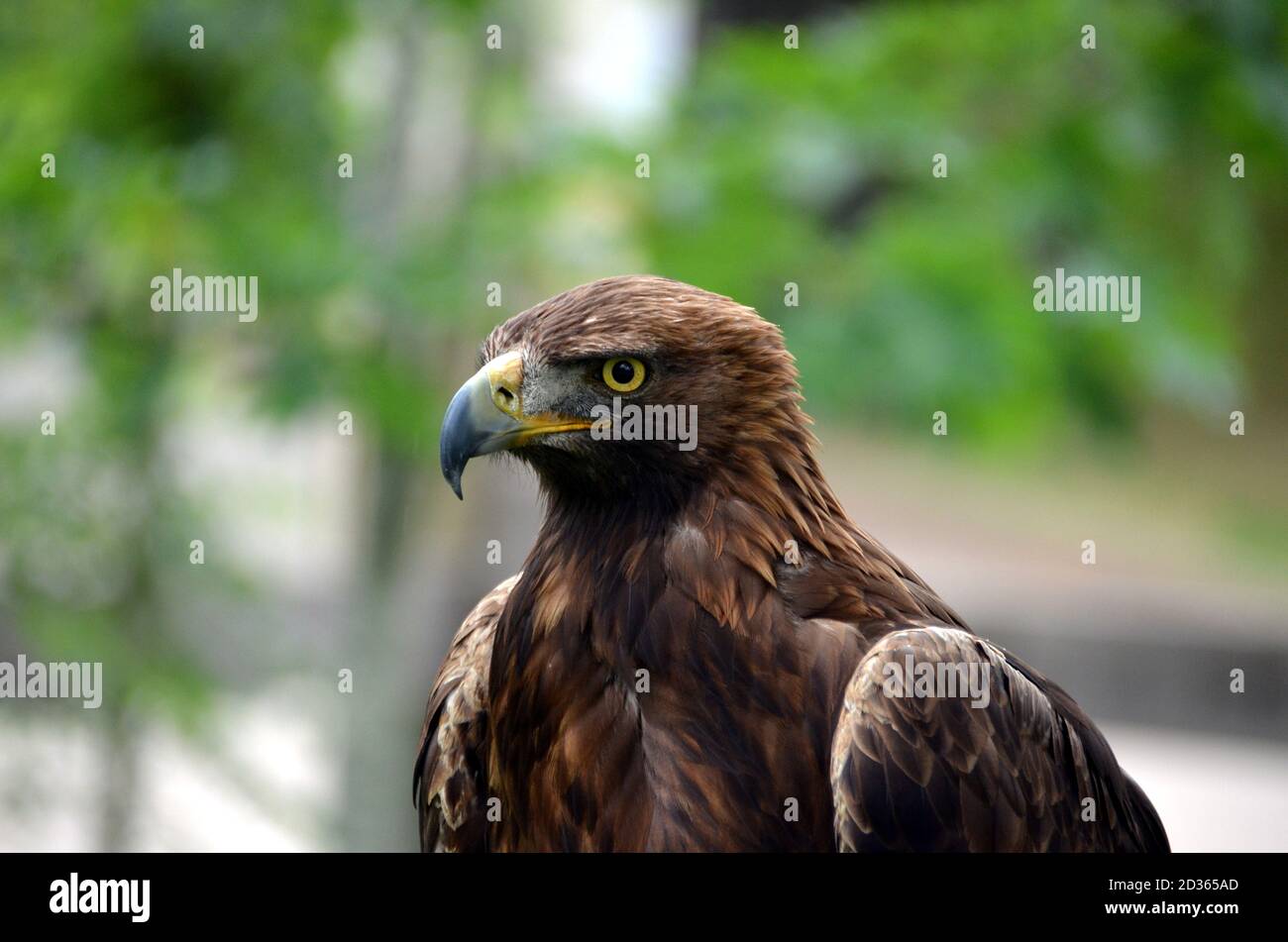 Gros plan d'un aigle doré, plan horizontal Banque D'Images