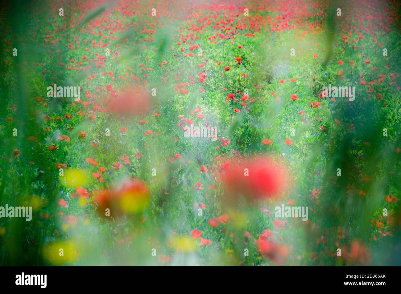Vision artistique des fleurs de coquelicot commun, Papaver rhoeas, dans un champ cultivé Banque D'Images