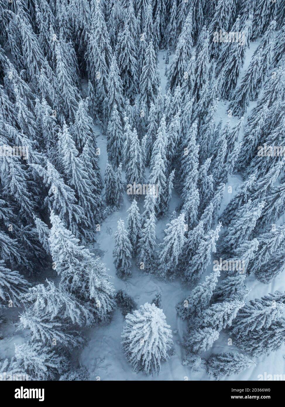 Photo plein cadre de pins couverts de neige de ci-dessus, papier peint naturel paysage d'hiver Banque D'Images
