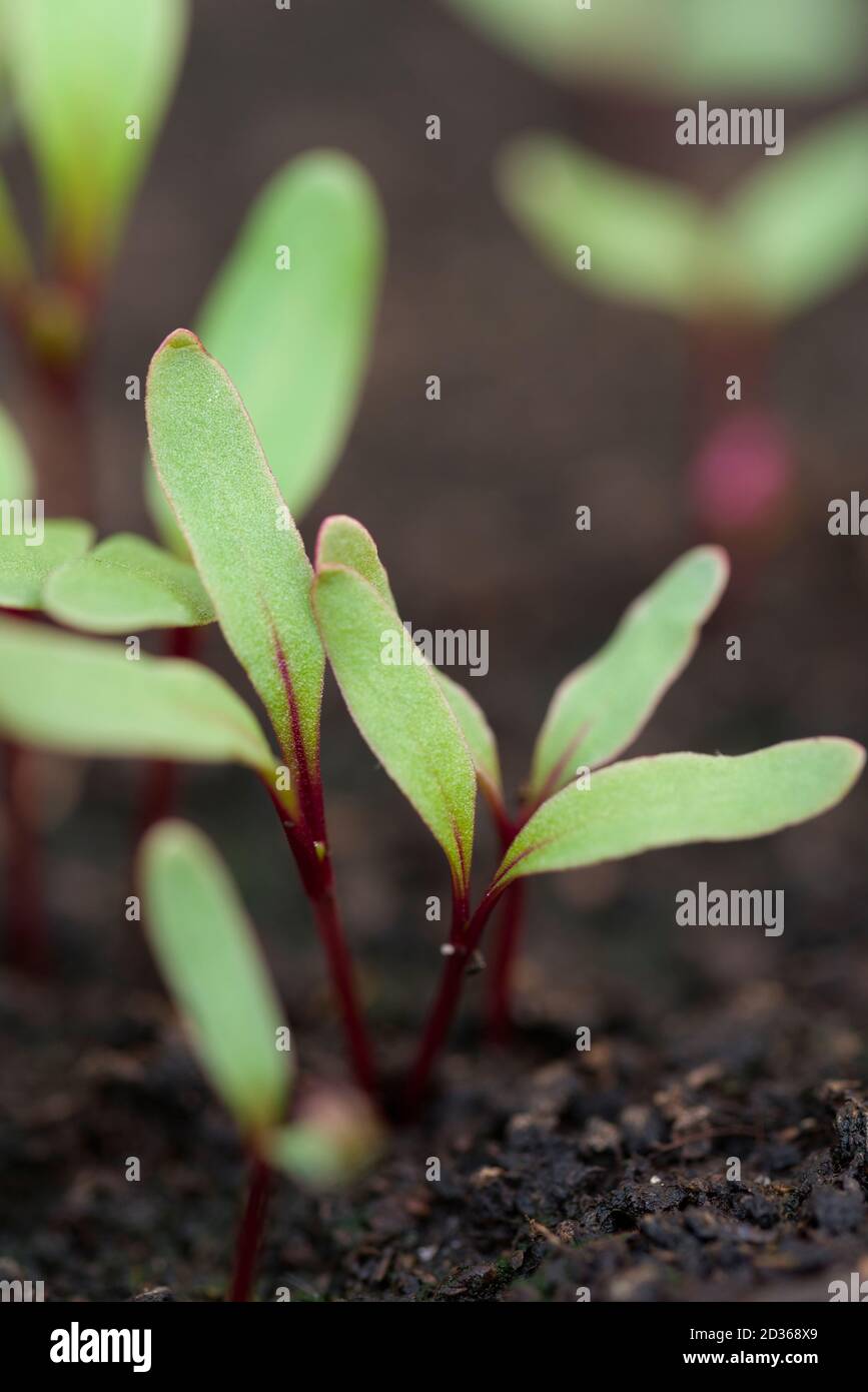 Semis de Beetroot (Beta vulgaris) nouvellement germés dans le compost. Banque D'Images