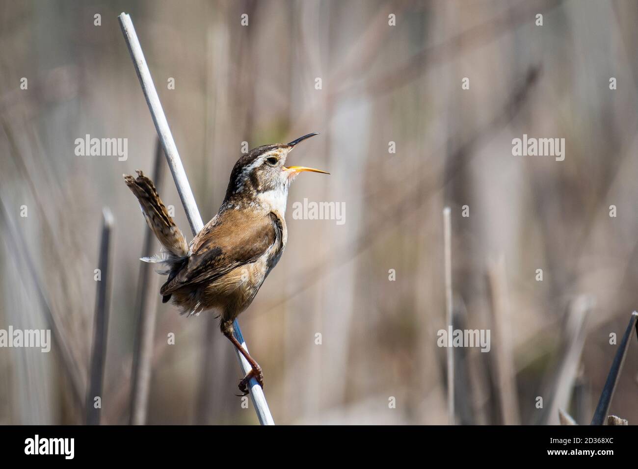 Marsh Wren chantant tout en s'accrochant à la végétation des terres humides. Banque D'Images