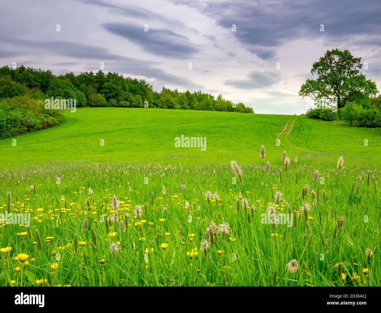 Prairie à fleurs au printemps et en arrière-plan sont la forêt et l'ancien arbre massif Banque D'Images