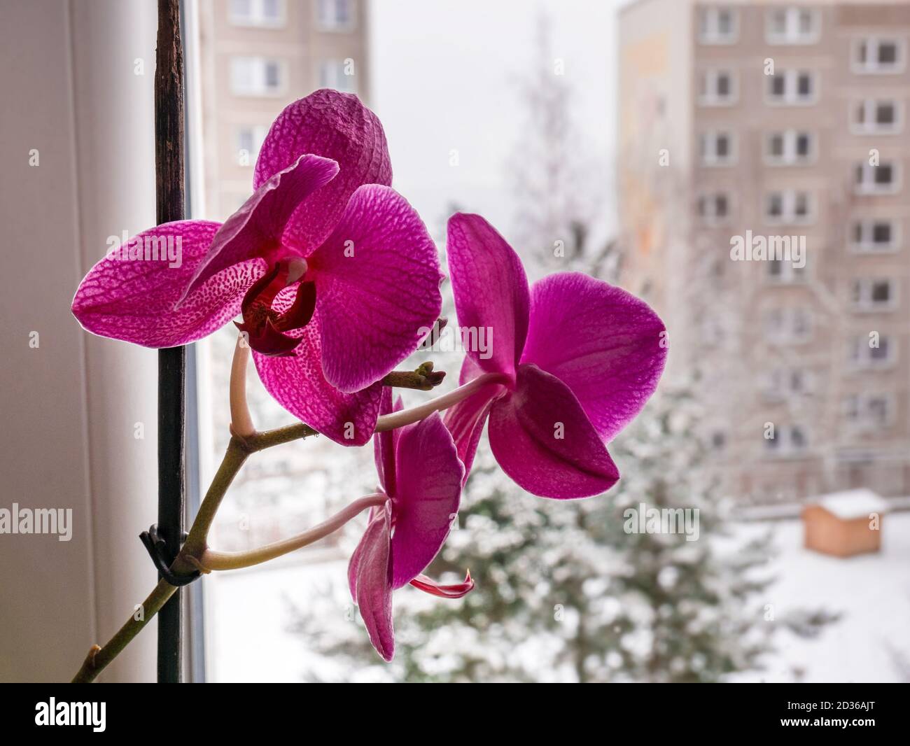 Belle orchidée en fleurs et derrière la fenêtre hiver enneigé (flou) Banque D'Images