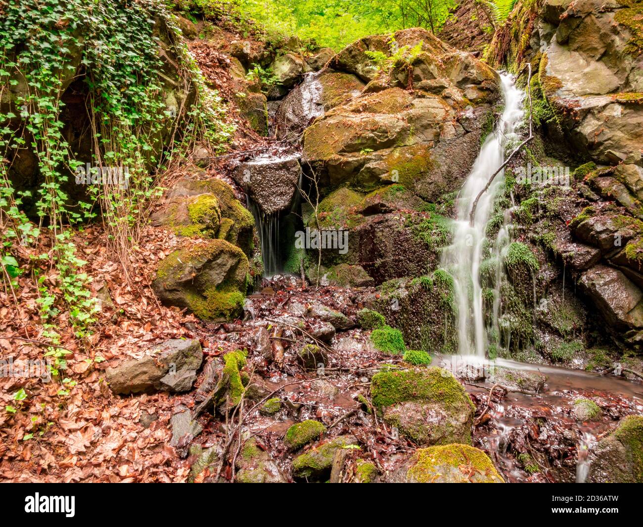 Une petite cascade sur un ruisseau forestier - longue exposition. Sur le côté gauche avec la gloire du matin (Convolvulaceae) Banque D'Images