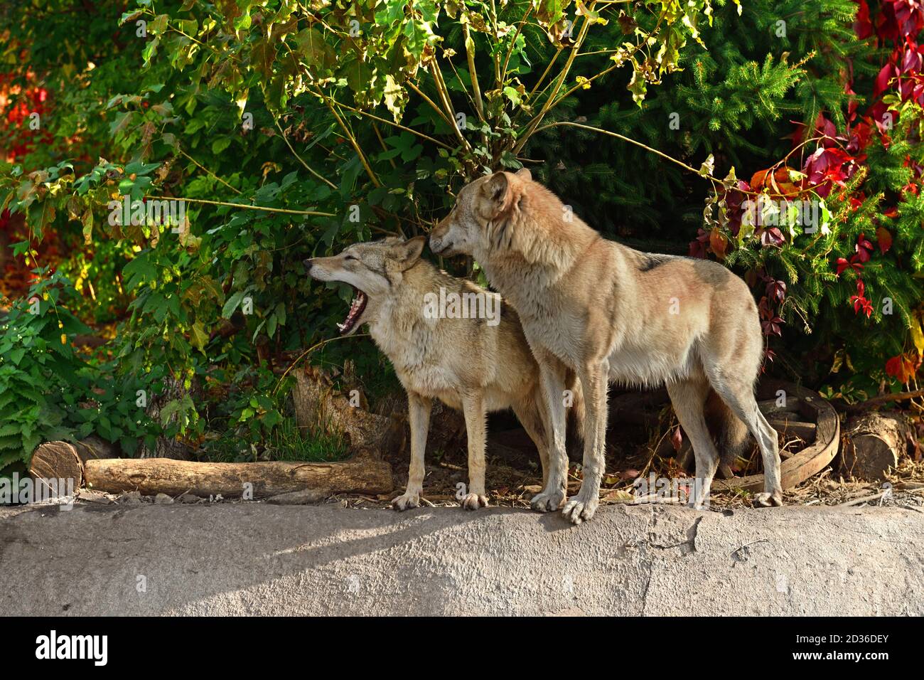 Famille de loups (Canis lupus lupus) en automne. Une femme montre ses dents. Moscou, Russie Banque D'Images