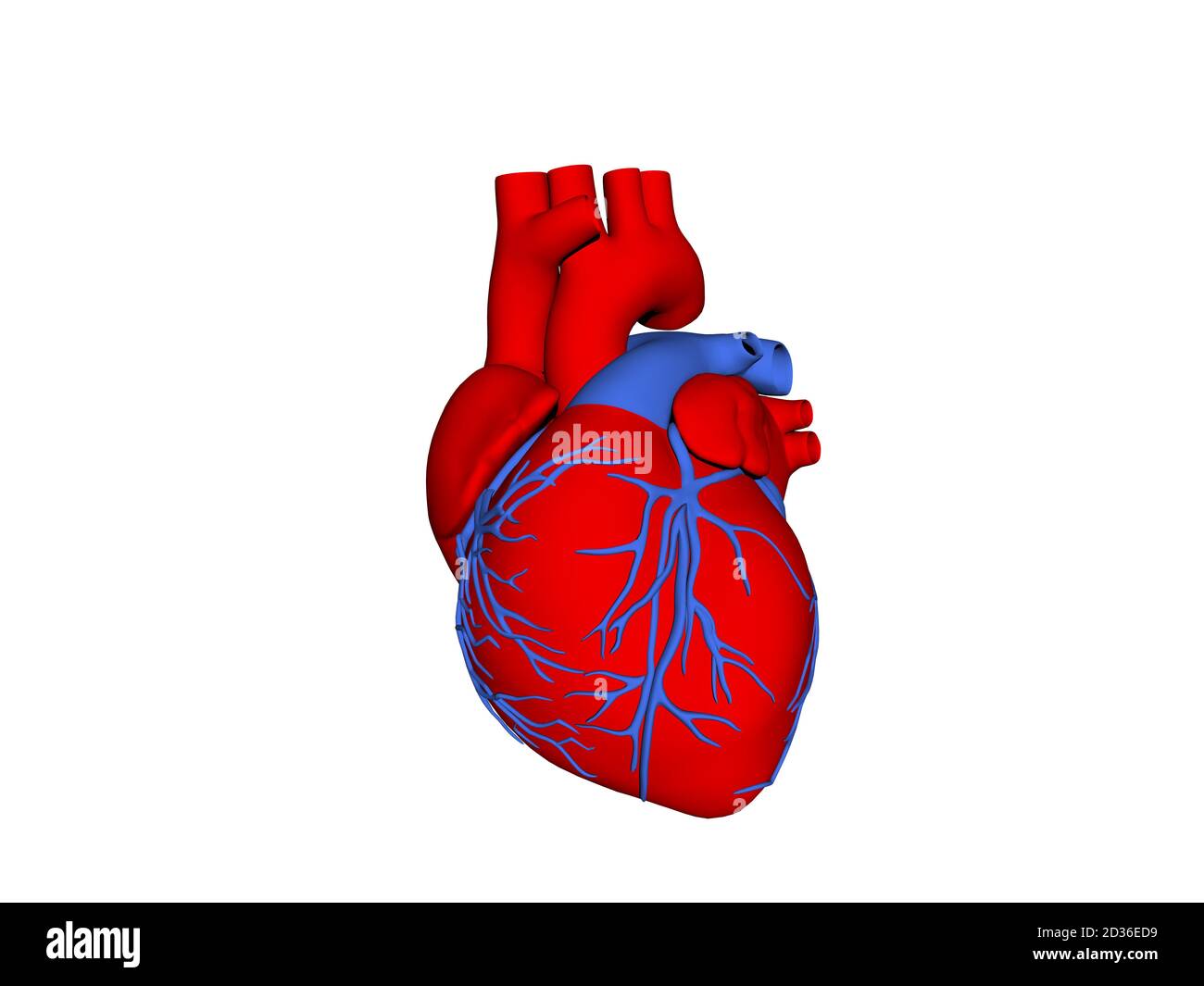 cœur rouge avec artères coronaires Banque D'Images