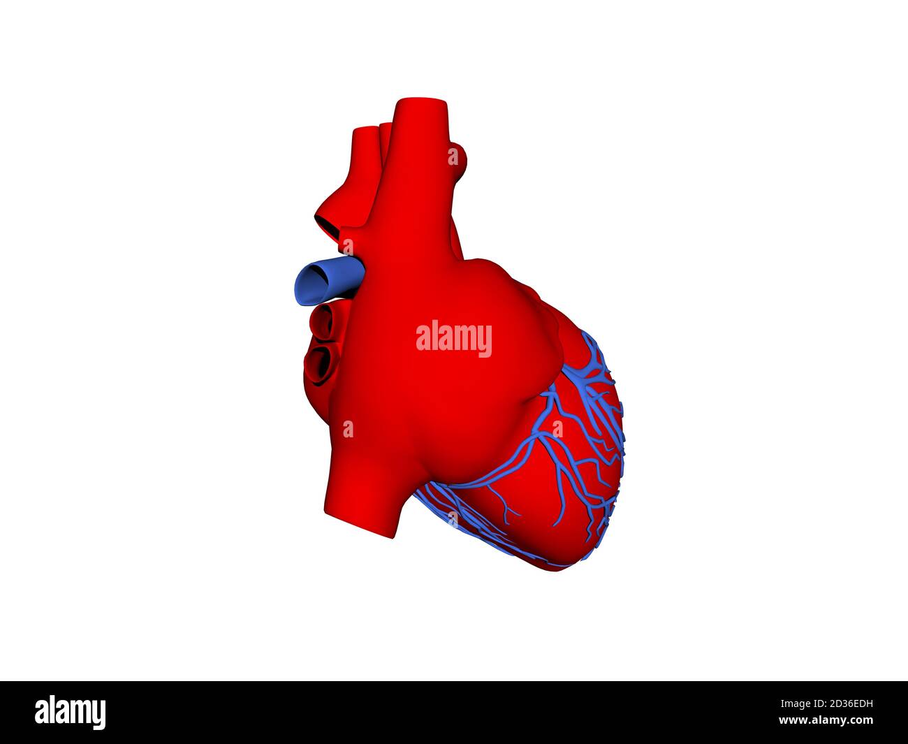 cœur rouge avec artères coronaires Banque D'Images