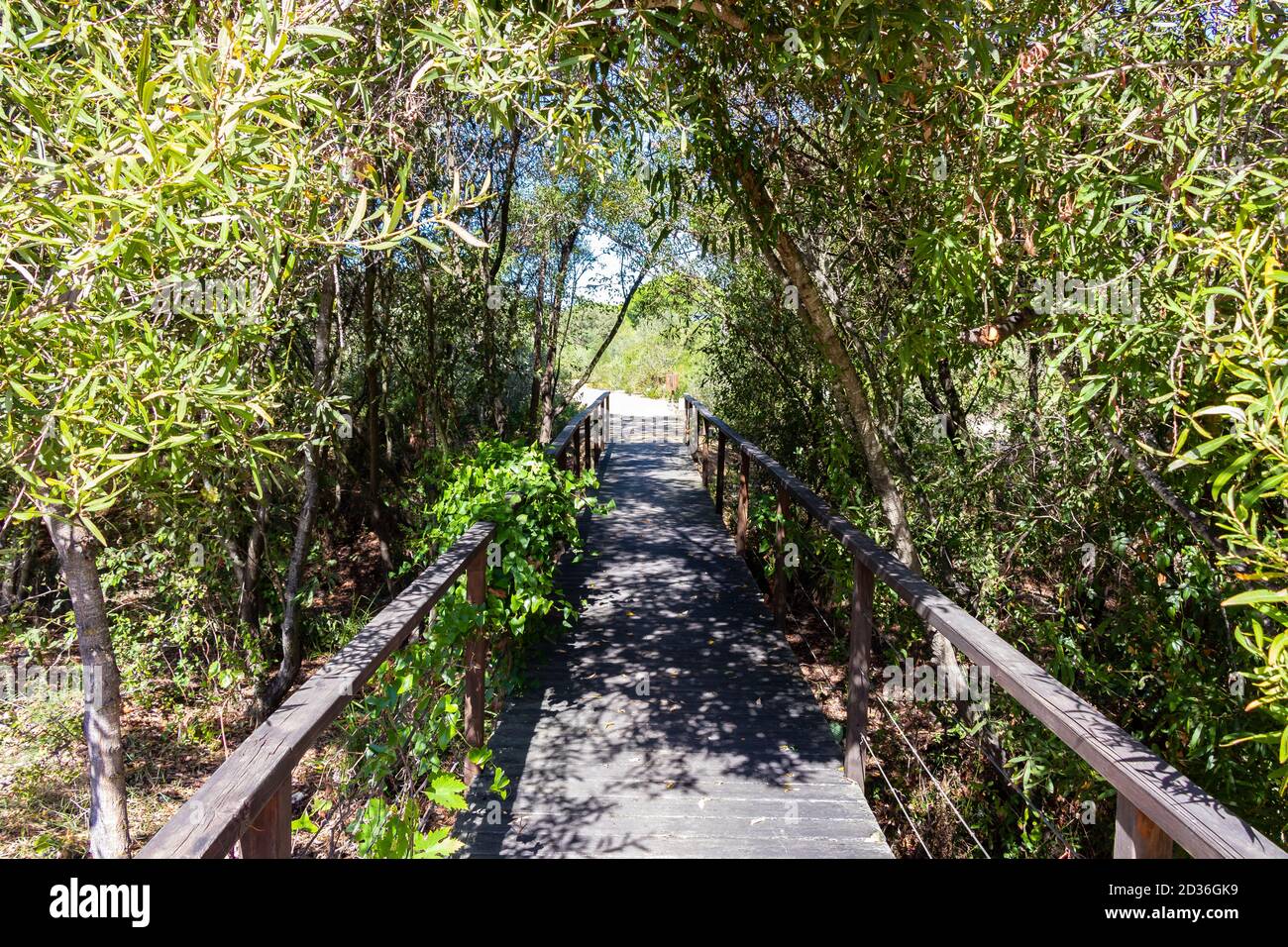 Sentier surélevé en bois dans un parc naturel boisé. Banque D'Images