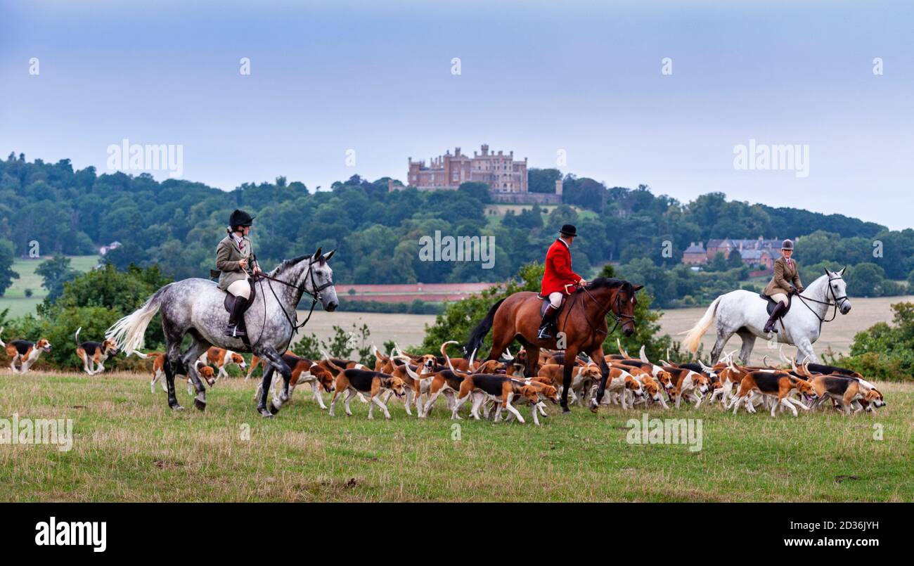 Belvoir, Grantham, Lincolnshire - The Belvoir Hounds, un pack de foxchurch, pour l'exercice matinal de chien, Château de Belvoir en arrière-plan Banque D'Images