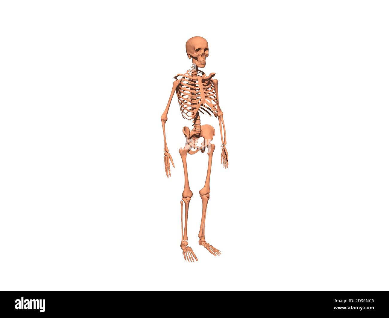 Squelette comme un homme d'os mort Banque D'Images