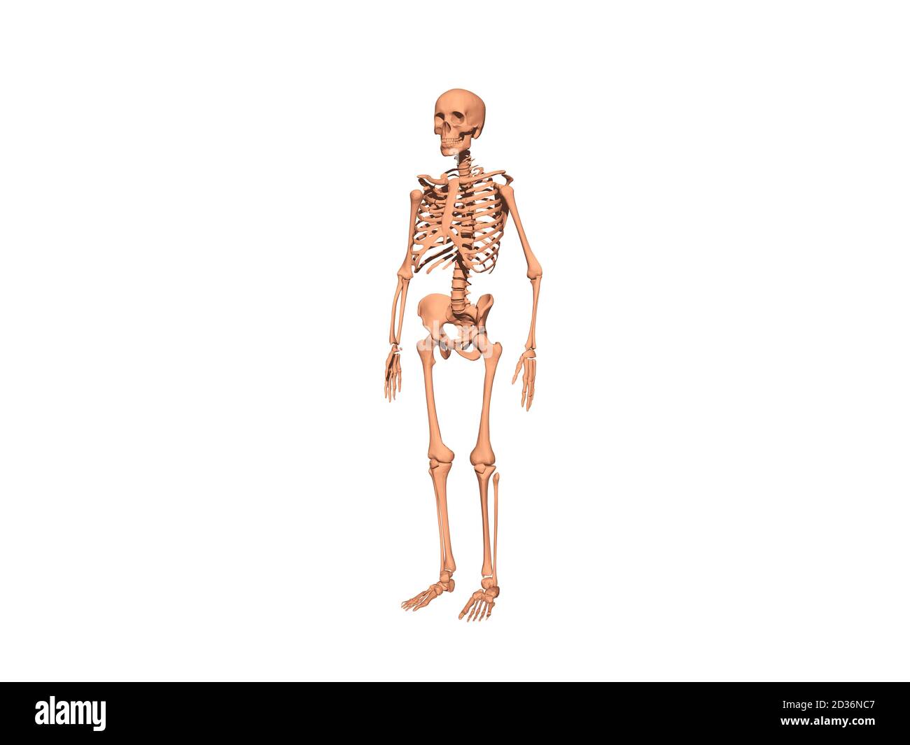 Squelette comme un homme d'os mort Banque D'Images