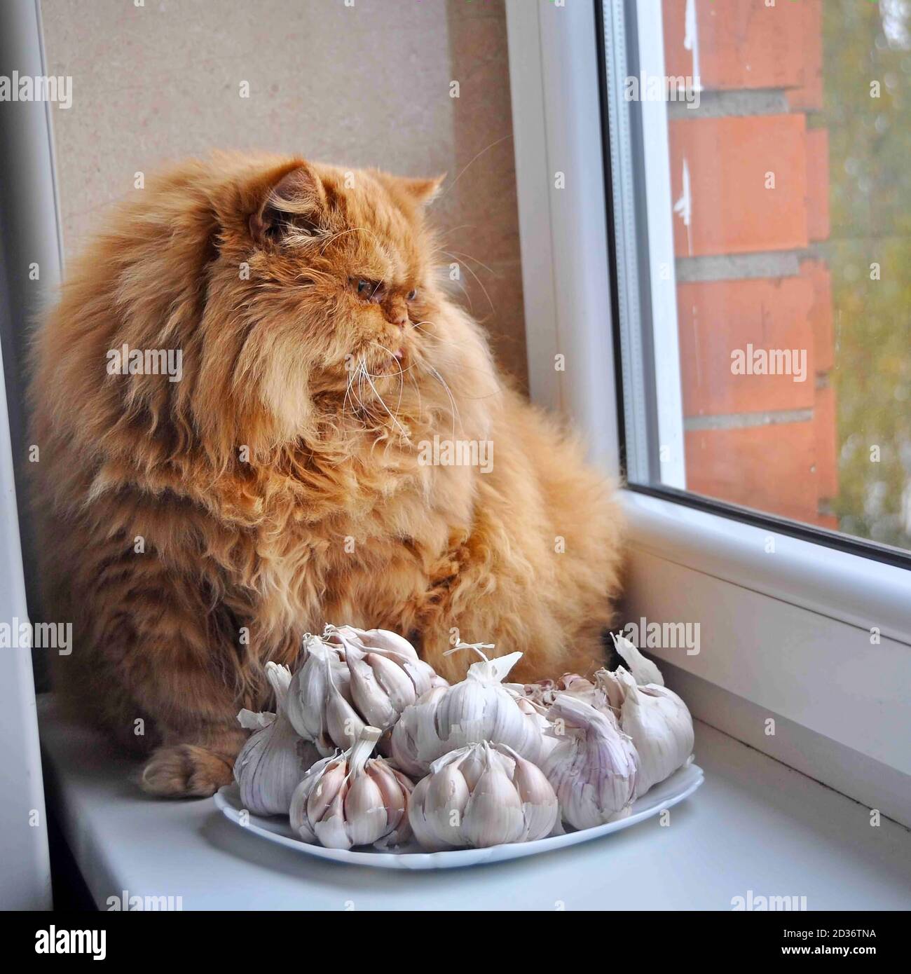 Chat Rond Drole Et Ail Photo Stock Alamy