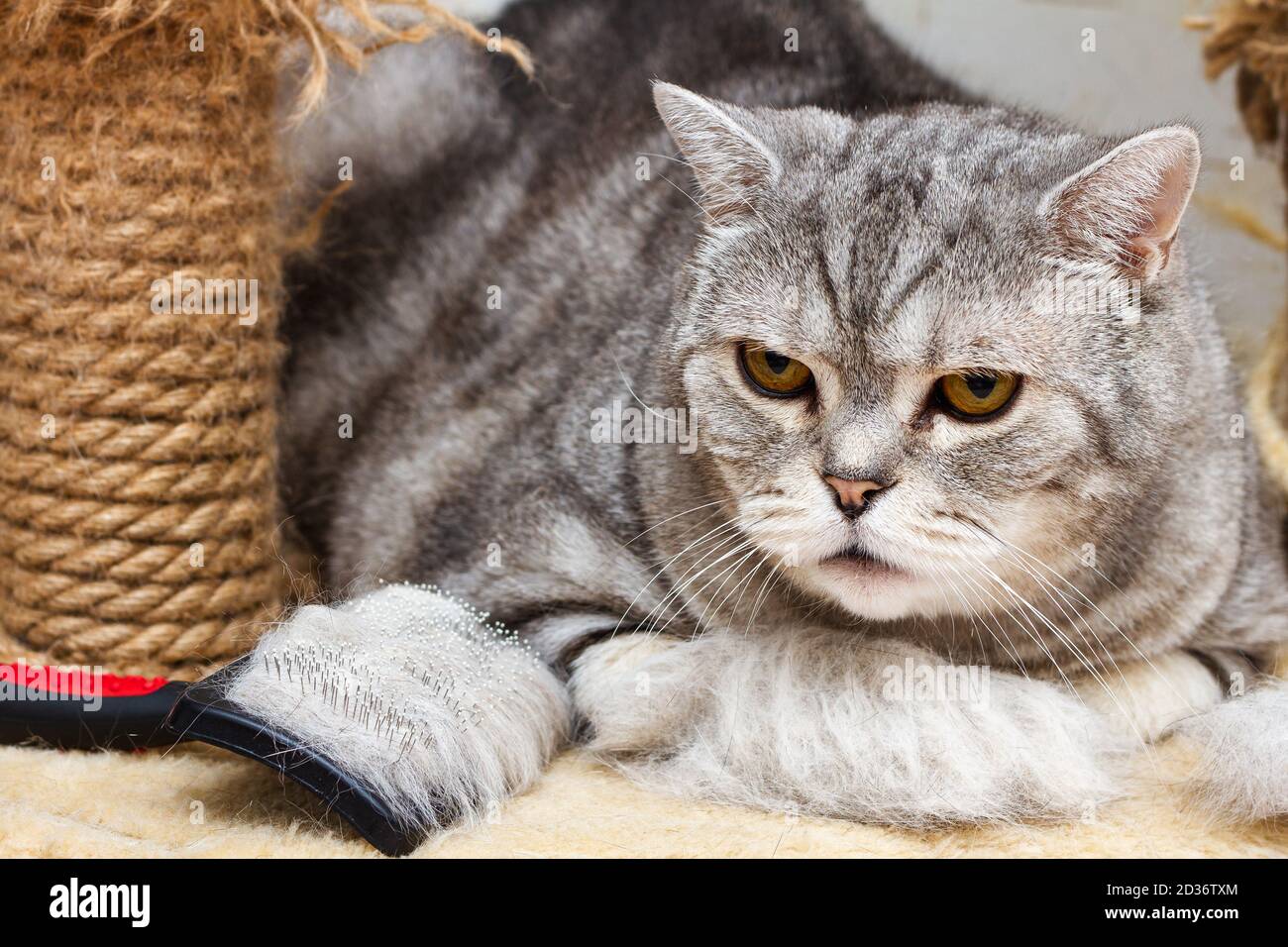 Brosse, poils d'animaux et chat britannique gris rayé assis à proximité du poteau de grattage. Mise au point sélective Banque D'Images