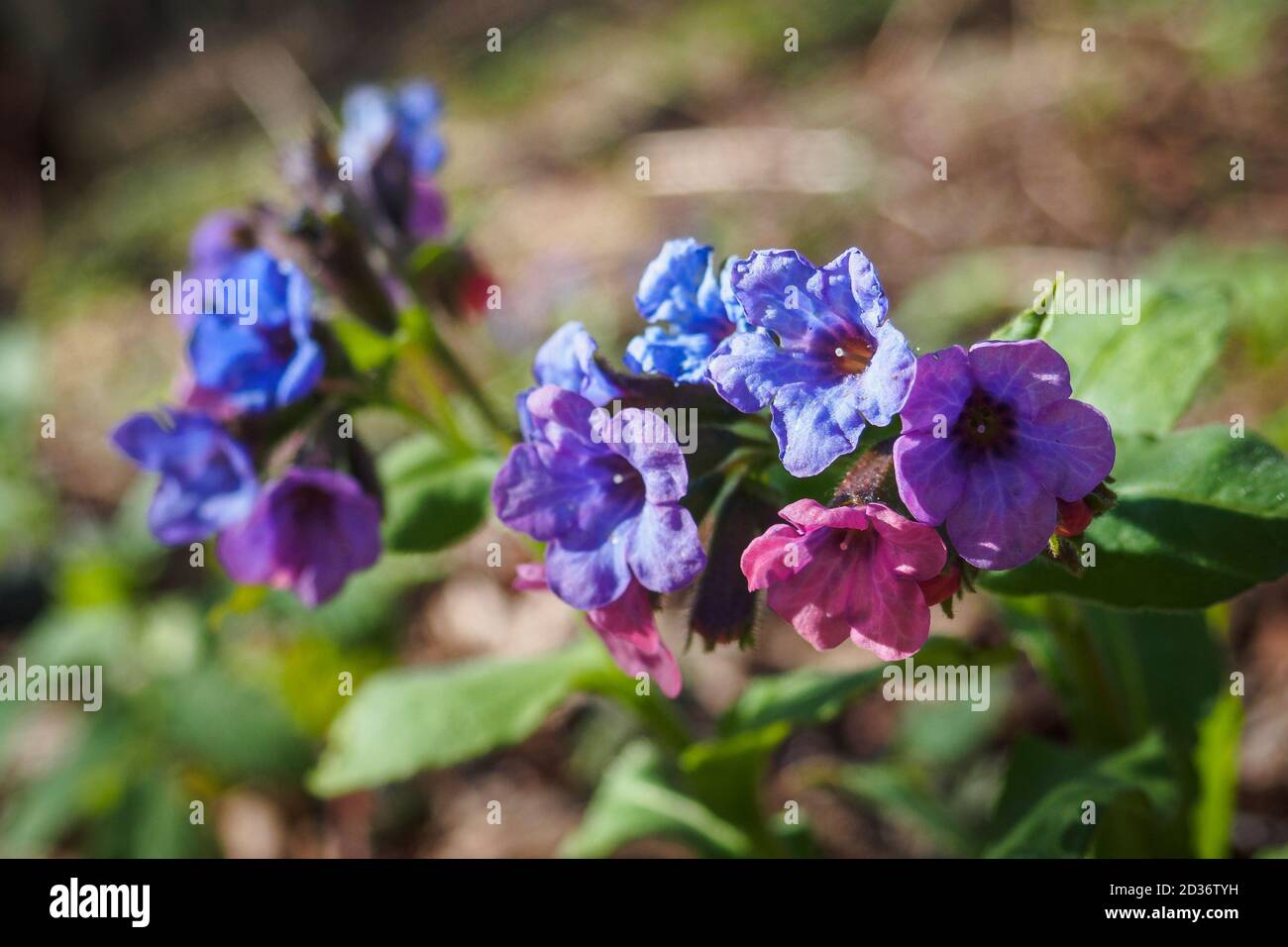 Fleurs de Pulmonaria mollis dans le soleil jour de printemps. Mise au point sélective Banque D'Images