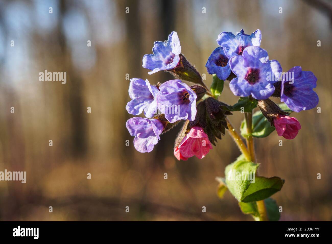 Gros plan des fleurs en fleurs Pulmonaria mollis le jour ensoleillé du printemps. Mise au point sélective, espace de copie Banque D'Images Gros plan des fleurs en fleurs Pulmonaria mollis le jour ensoleillé du printemps. Mise au point sélective, espace de copie Banque D'Images