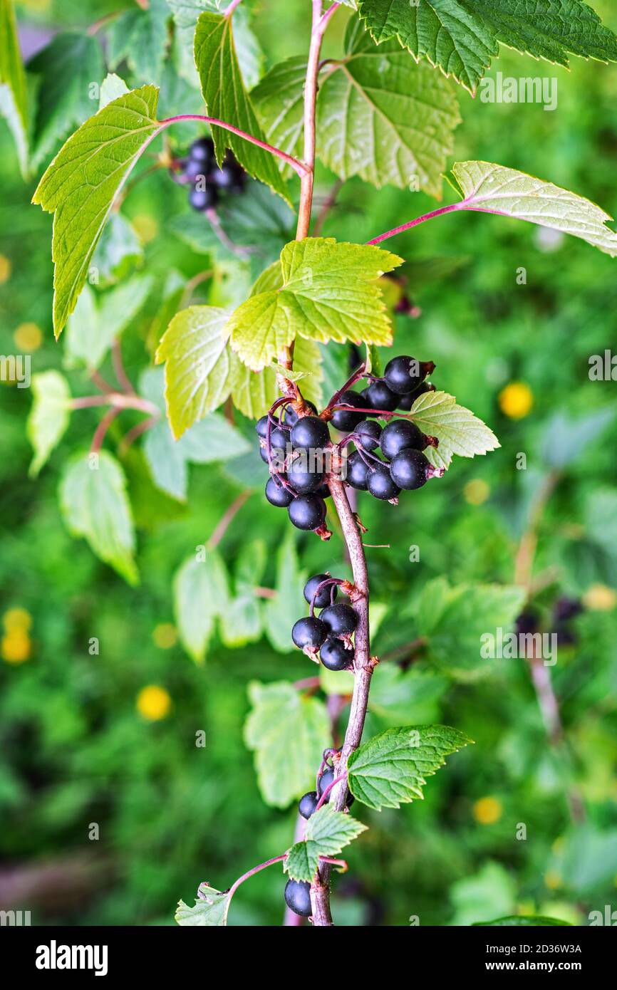 Petits pains de raisins de Corinthe noirs mûrs, baies comestibles sur les buissons dans le jardin. Banque D'Images