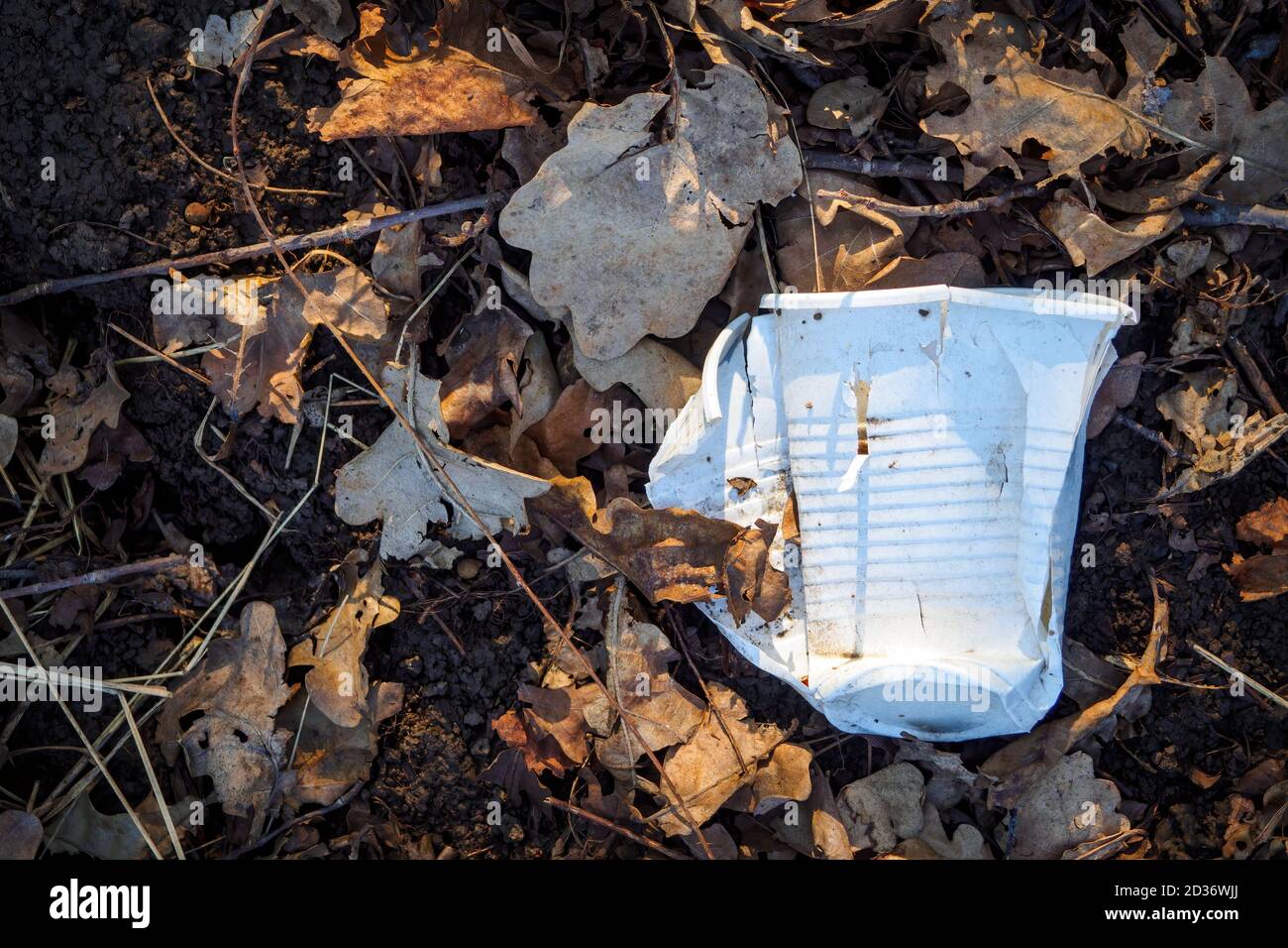 Gobelet en plastique blanc écrasé sur le sol entre les feuilles brunes sèches. Concept de pollution environnementale. Vue de dessus Banque D'Images
