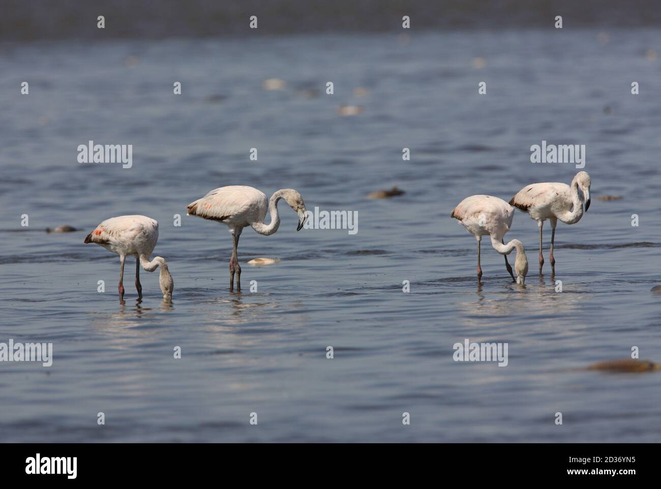 Flamingo chilien (Phoenicopterus chilensis) quatre immatures se nourrissant dans la province de Pampas Lake Buenos Aires, en Argentine Janvier Banque D'Images