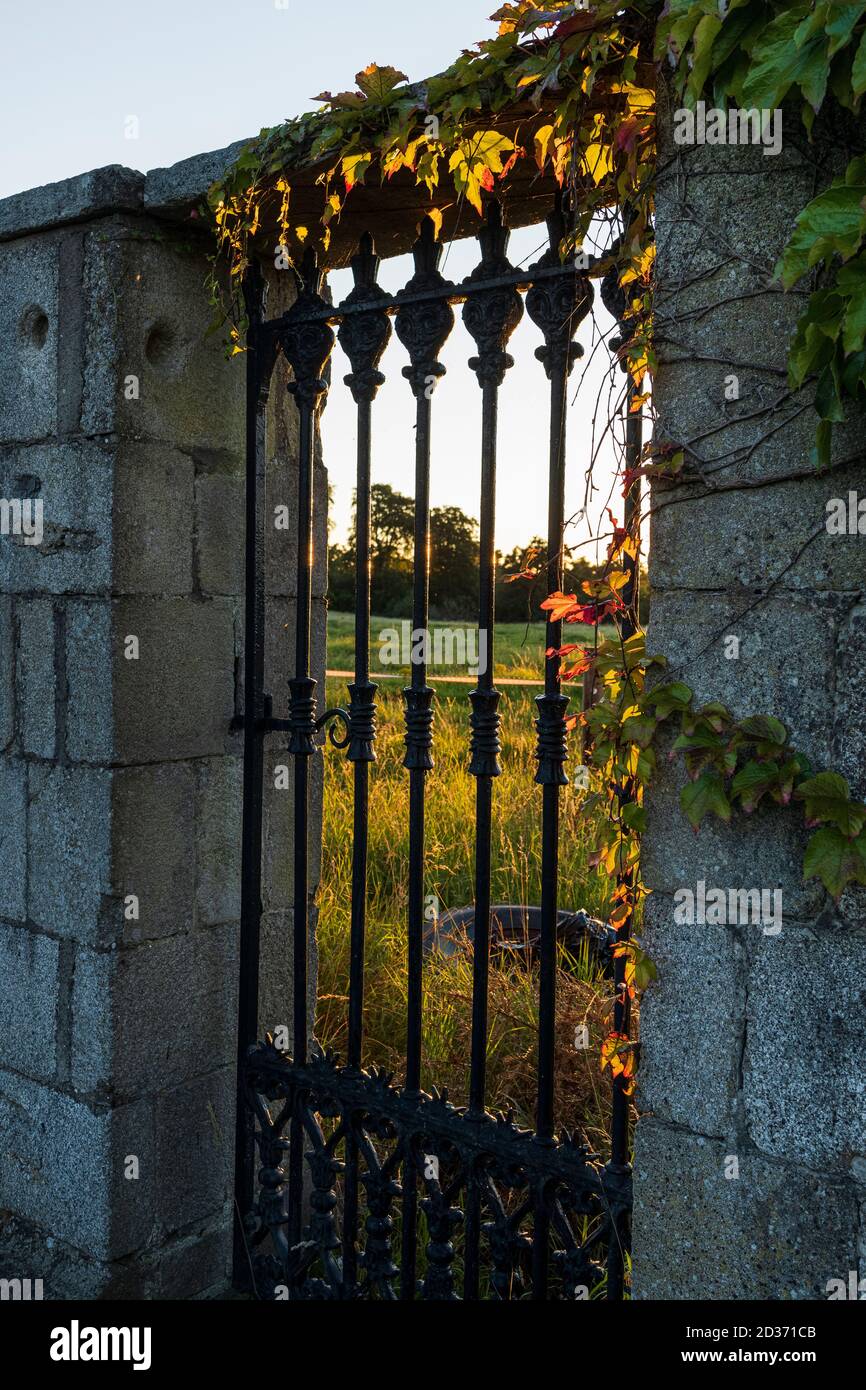 Le soleil du soir illumine les feuilles de lierre d'automne qui poussent sur des portes en fer forgé à Palmerstown House et au club de golf, Johnstown, comté de Kildare, Irlande Banque D'Images