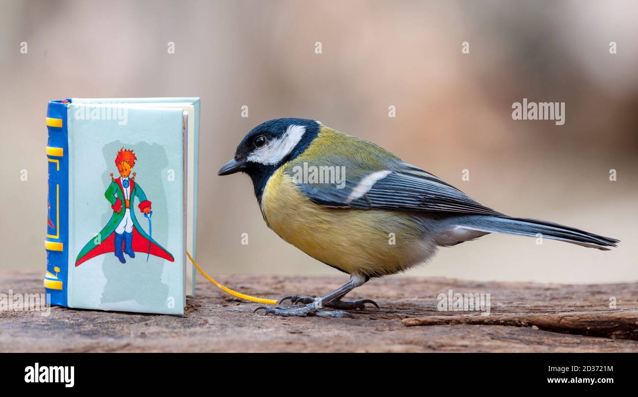 L'oiseau lecteur Banque D'Images