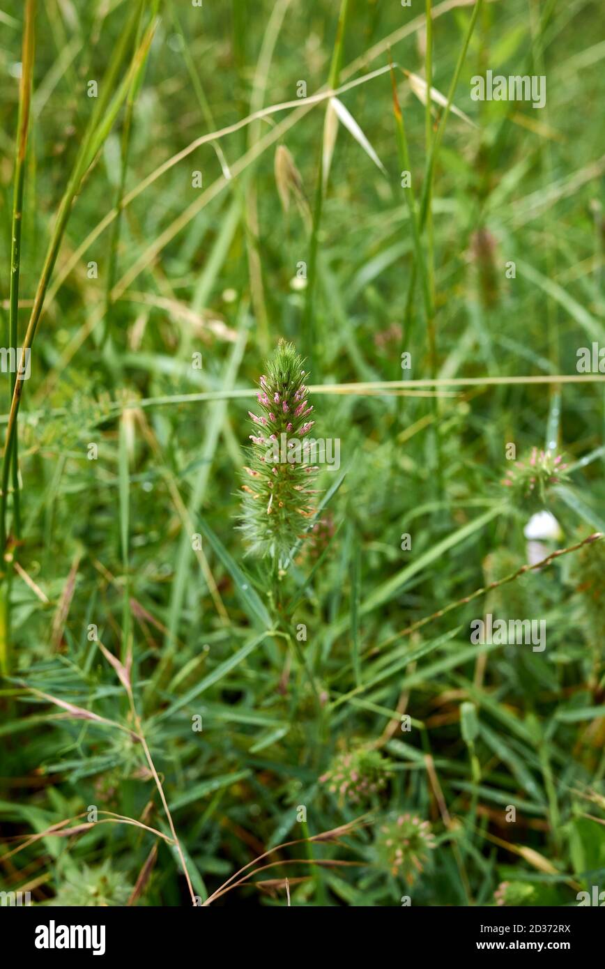 Inflorescence rose de Trifolium angustifolium Banque D'Images