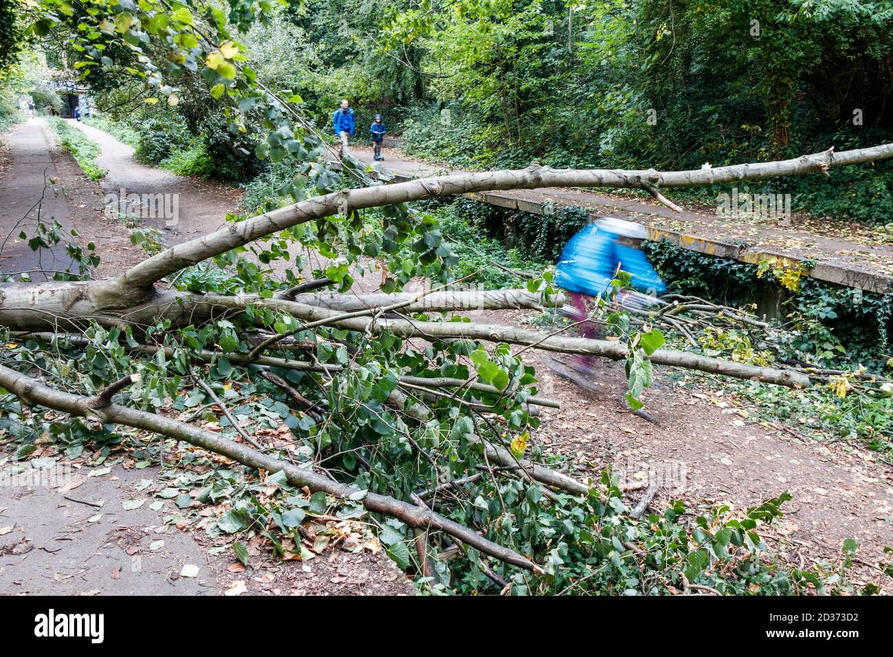 Un canard cycliste sous un arbre tombé sur Parkland Walk, une ligne de chemin de fer désutilisée, maintenant une réserve naturelle, à Crouch End, Londres, Royaume-Uni Banque D'Images