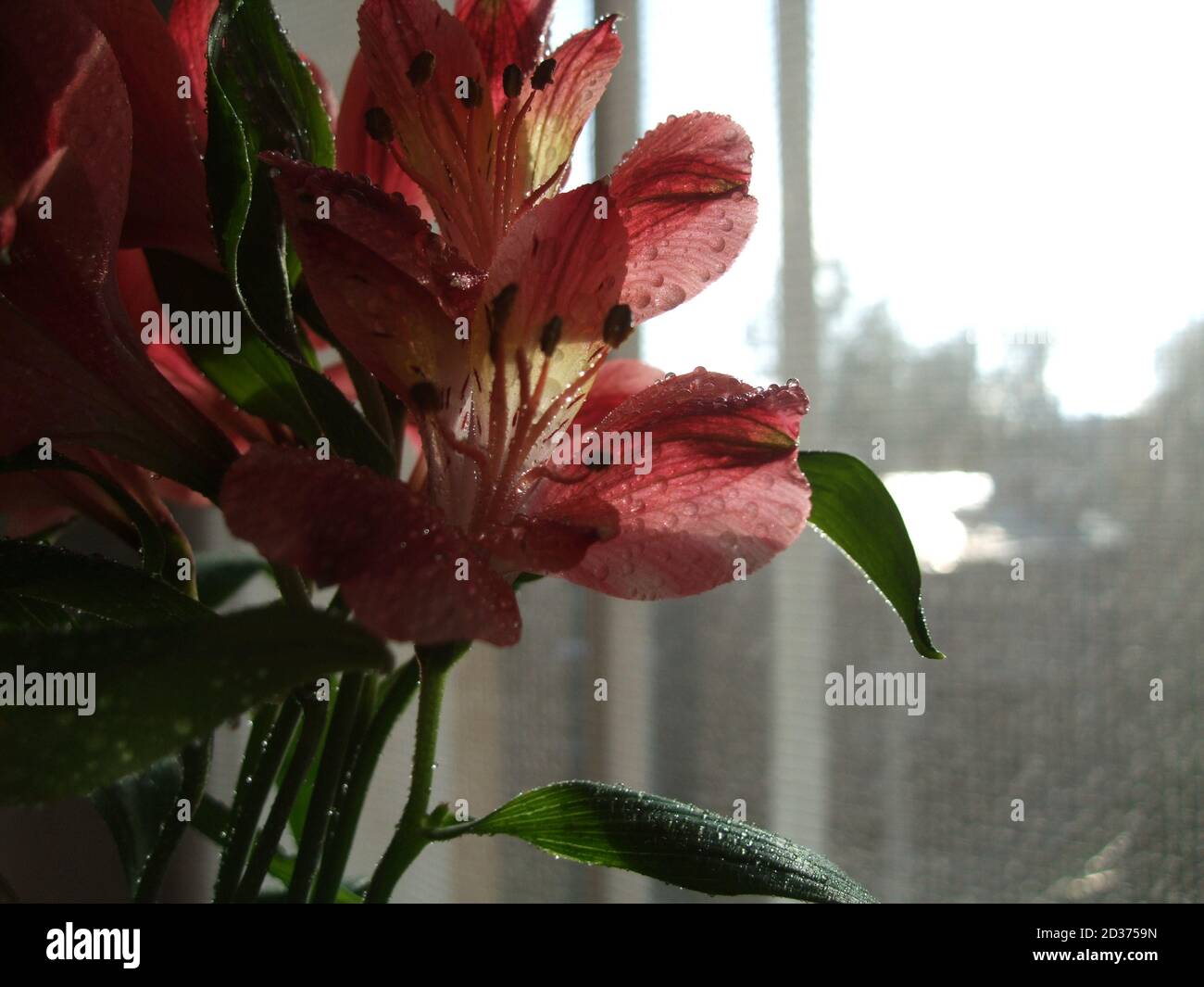 Une vue rapprochée de la fleur d'Alstroemeria avec des eaux gouttes sur un fond de maison. Macrophotographie botanique pour l'illustration de l'Alstroemeria Banque D'Images