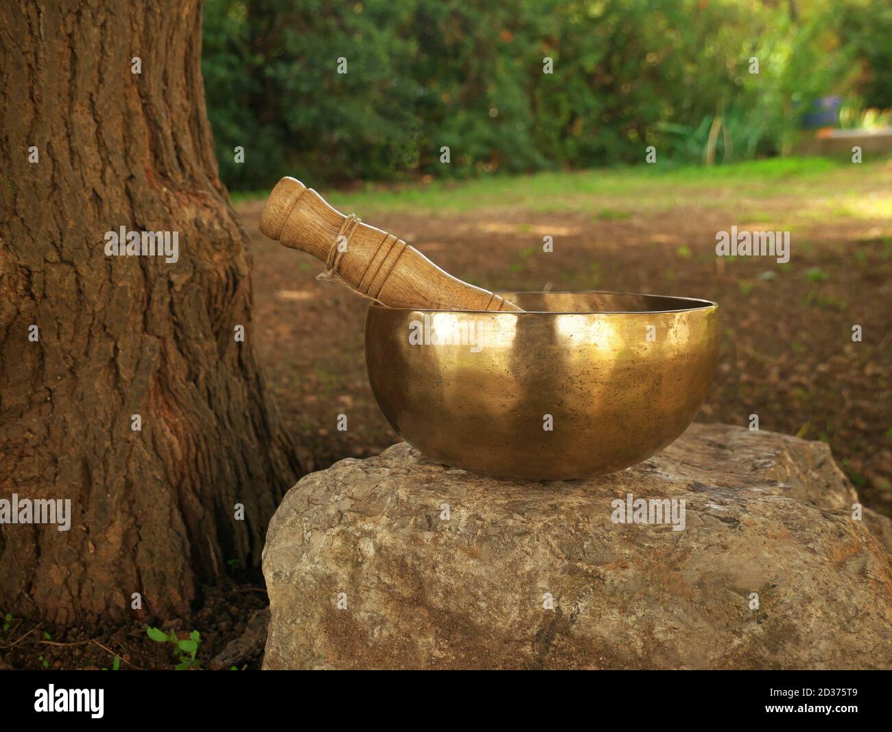 Bol de chant placé sur un rocher à côté d'un arbre coffre Banque D'Images