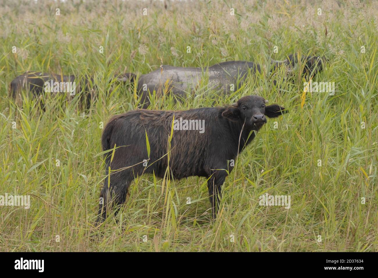 Jeune veau avec mère - buffle d'eau . Village d'Orlovka, Reni raion, Odessa oblast, Ukraine, Europe de l'est Banque D'Images